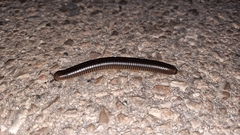 Pachyiulus flavipes