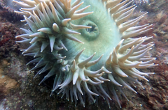 Anthopleura xanthogrammica