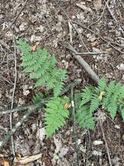 Dryopteris intermedia