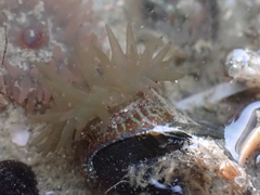 Actinia equina
