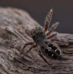 Phidippus insignarius