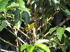 Todirostrum cinereum