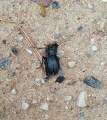 Carabus hortensis