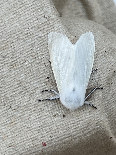 White Satin Moth, Jonaserf, Wenum Wiesel, Gelderland, NL, photo 4 of 10