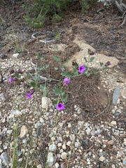 Mirabilis multiflora