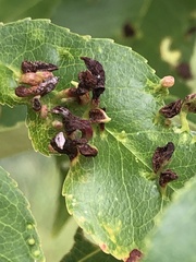 Eriophyes cerasicrumena