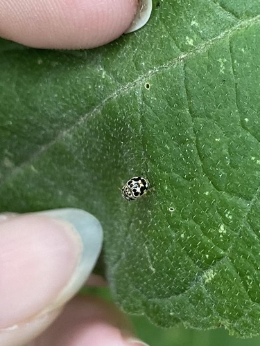 Twenty-spotted Lady Beetle photographed in Indiana