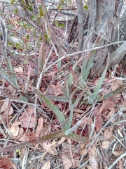 Aloe guillaumetii image