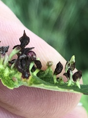 Eriophyes cerasicrumena