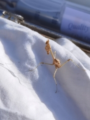 Empusa fasciata