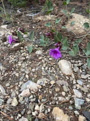 Mirabilis multiflora
