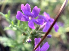 Glandularia wrightii