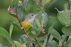 Geothlypis philadelphia