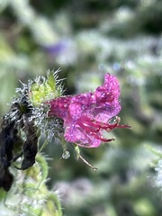 Echium vulgare