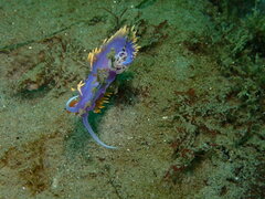 Flabellinopsis iodinea