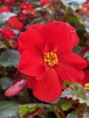 Begonia × tuberhybrida