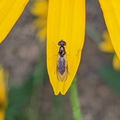 Sarginae
