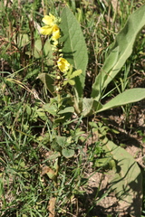 Verbascum phlomoides