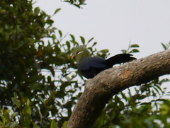 Tauraco macrorhynchus