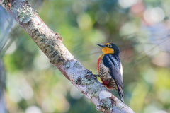 Melanerpes flavifrons