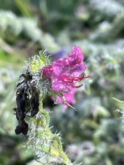 Echium vulgare