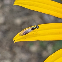 Sarginae