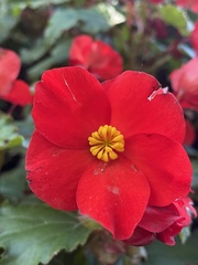Begonia × tuberhybrida