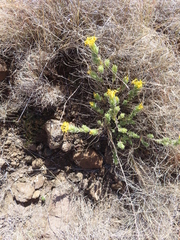 Lasiosiphon polyanthus