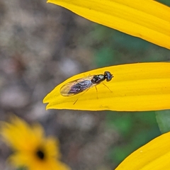 Sarginae