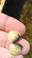 Laevicardium mortoni