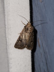 Protorthodes alfkenii