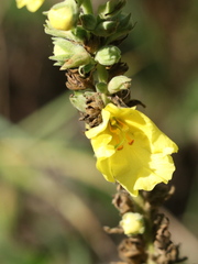 Verbascum phlomoides