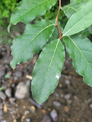 Elaeagnus