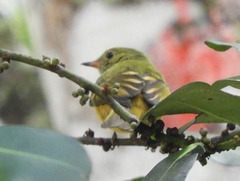 Mionectes oleagineus
