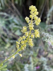 Reseda lutea