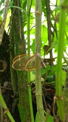 Pteronymia rufocincta