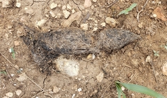 Vertebrata