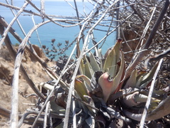 Dudleya lanceolata