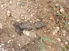 Vertebrata