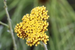 Helichrysum odoratissimum