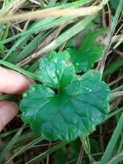 Puccinia glechomatis