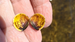 Laevicardium mortoni