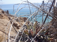 Dudleya lanceolata