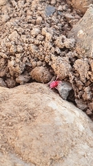 Trombidioidea