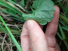 Puccinia glechomatis