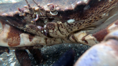 Romaleon antennarium