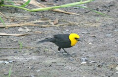 Chrysomus icterocephalus