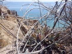 Dudleya lanceolata