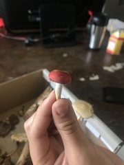 Leratiomyces ceres
