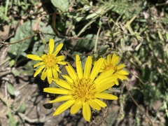 Tragopogon pratensis